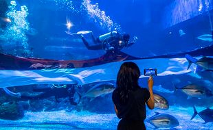 Pengibaran Bendera dan Lomba Tarik Tambang Dalam Air di Jakarta Aquarium Safari