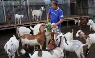 Kampung Berseri Astra Layana Indah Bangkitkan Kemandirian Warga Palu