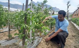 KTNA Wonogiri Beri Saran Ini agar Petani Tetap Untung di Musim Kemarau Panjang