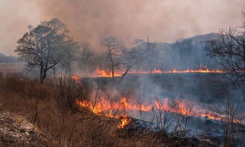 Kawasan Hutan Lindung Seluas 8 Hektare di Gunung Lawu Terbakar