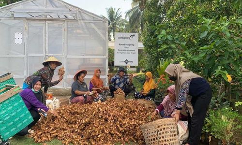 Jahe dari KWT Jumantono Karanganyar Tembus Pabrik Air Mancur, Ini Rahasianya