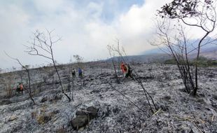 Ada Kebakaran Hutan, Jalur Pendakian Gunung Tertinggi Kedua di Jatim Ditutup