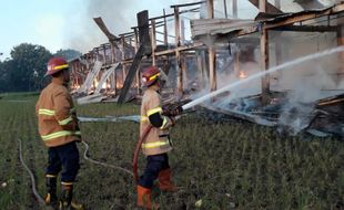 Kebakaran di Teras Boyolali: 19.000 Ekor Ayam Mati, Pemilik Rugi Rp2,5 Miliar