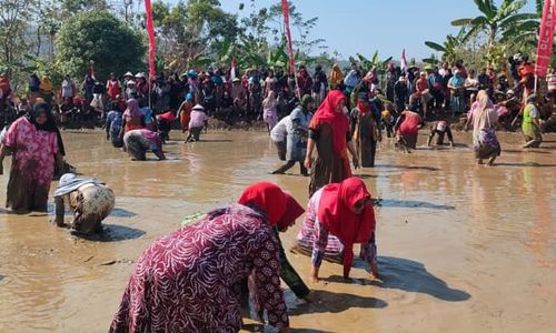 Dasteran, Emak-emak di Sendangijo Wonogiri Berlomba Tangkap Ikan Lele di Sawah