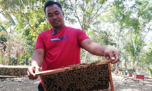 Musim Kemarau, Petani Lebah Madu di Tuntang Semarang Panen Raya