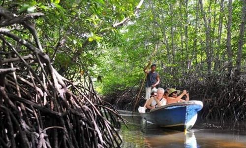 Tantangan Melestarikan Mangrove sang Pelindung Ekosistem Pantai