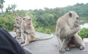 Kemarau, Monyet Goa Kreo Semarang Turun ke Kampung dan Masuk Rumah Warga