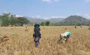 Ngasak, Cara Buruh Tani Wonogiri Ikut Rasakan Panen Padi meski Tak Punya Sawah