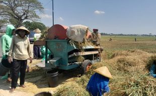 Fenomena El Nino Sudah Berdampak di Wonogiri, Kualitas Hasil Panen Padi Turun