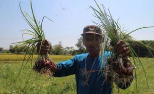 Petani Menjerit! Harga Bawang Merah Anjlok Jadi Rp9.000/Kg