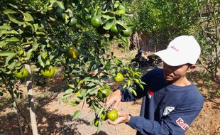 Kisah Sukses Sales di Boyolali yang Banting Setir jadi Petani Jeruk Siam Madu