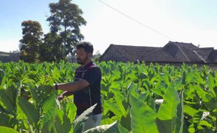 Berkah Petani di Selo Boyolali, Harga Jual Tembakau Naik sampai 2 Kali Lipat