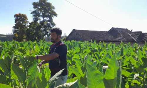 Berkah Petani di Selo Boyolali, Harga Jual Tembakau Naik sampai 2 Kali Lipat