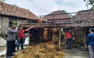 Ditinggal ke Sawah, Kandang Sapi Milik Warga Pantirejo Sragen Ludes Terbakar