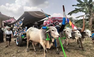 Serunya Berkunjung ke Desa Pandowoharjo Sleman Naik Gerobak Sapi