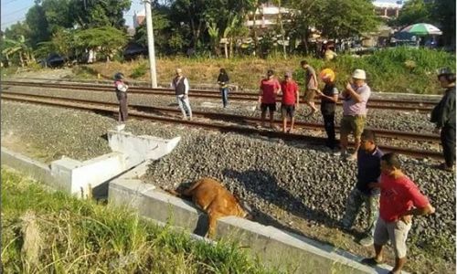 Kabur, Sapi Milik Pedagang Pasar Hewan Prambanan Klaten Mati Tertabrak Kereta