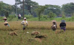 Waduh! Lahan Pertanian di 21 Kecamatan Klaten Rawan Terdampak Kemarau & El Nino