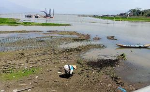 Musim Kemarau, Rawa Pening Kembali Berubah Jadi Sawah