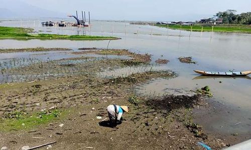 Musim Kemarau, Rawa Pening Kembali Berubah Jadi Sawah