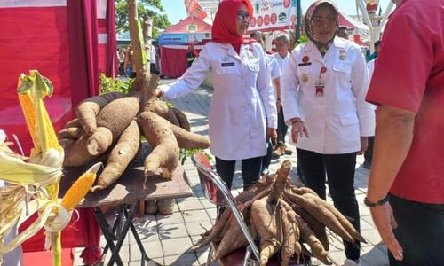 Bukan Rekayasa, Singkong Bongsor di Pameran Pertanian Klaten Hasil Bioteknologi