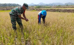 Perkiraan Meleset, 3 Hektare Tanaman Padi di Sambi Sragen Gagal Panen