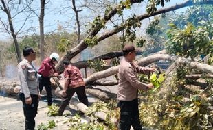 Pohon Mahoni 18 Meter Tumbang di Jumantono Karanganyar, Sempat Tutup Jalan