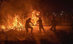 Upaya Petugas Berjibaku Padamkan Kebakaran Lahan di Pemulutan Ogan Ilir