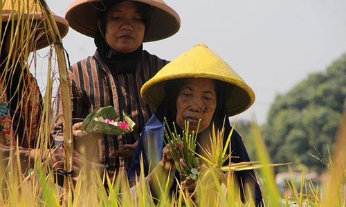 Kirab Festival Mbok Sri Delanggu Klaten, Wujud Syukur Petani Atas Hasil Panen