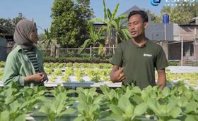 Kisah Inspiratif Petani Muda Karanganyar Sukses Budi Daya Sayuran Hidroponik