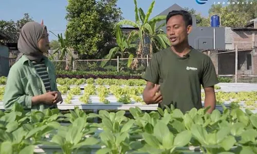 Kisah Inspiratif Petani Muda Karanganyar Sukses Budi Daya Sayuran Hidroponik