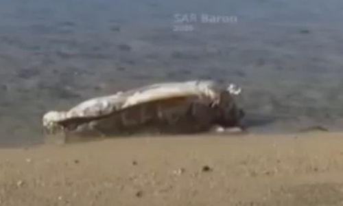 Seekor Penyu Mati Membusuk di Pantai Sepanjang Gunungkidul