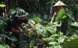 Istimewanya Kopi Wulung Pledokan Semarang, Bercita Rasa Pahit tapi Kaya Manfaat