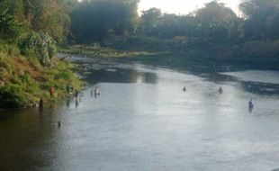 Fenomena Pladu, Seratusan Warga Panen Ikan di Bengawan Solo