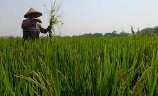 Mengatasi Krisis Regenerasi Petani dengan Rayuan Teknologi