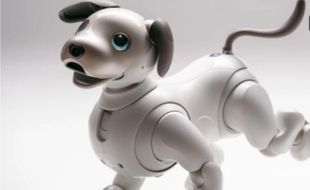 Dicari, Orang Tua Asuh untuk Biayai Perawatan Aibo Si Robot Anjing