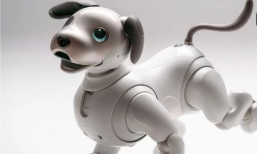 Dicari, Orang Tua Asuh untuk Biayai Perawatan Aibo Si Robot Anjing