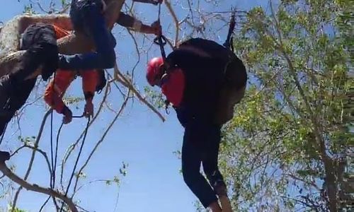 Gagal Terbang, Seorang Atlet Paralayang Porprov Jatim Tersangkut di Pohon