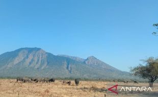 Kebakaran Lahan dan Hutan di Kawasan Taman Nasional Baluran Meluas