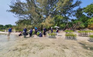 Dukung Upaya Bebas Emisi Karbon, BRI Tanam Bibit Mangrove di Pulau Tidung