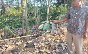 Debu Pabrik Cor Cemari Udara di Blanceran Klaten, Warga: Mirip Wedhus Gembel