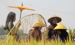 Berkah Petani Delanggu Klaten, Panen Jadi Rebutan Penebas saat Harga Tinggi