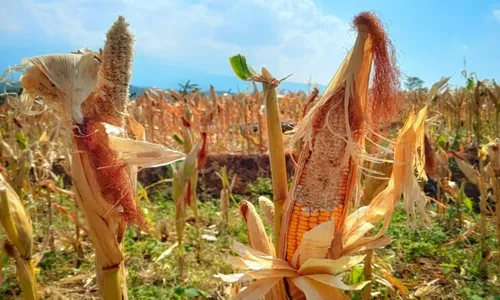 DKPP Akui Kesulitan Berantas Tikus yang Serang Tanaman Petani di Lereng Lawu