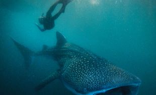 Melindungi Sang Raksasa Laut dari Kepunahan