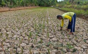 Irigasi Sawah 2 Desa di Bayat Klaten Tersendat, DKPP: Insyaallah Bisa Panen