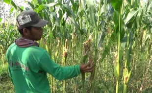 Lahan Jagung Diserang Tikus, Petani Ngawi Terancam Gagal Panen