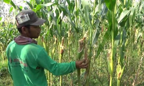 Lahan Jagung Diserang Tikus, Petani Ngawi Terancam Gagal Panen