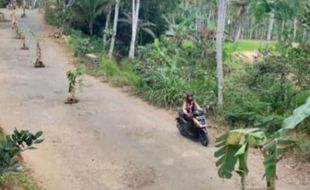 Tak Kunjung Diperbaiki, Warga Trenggalek Tanam 100 Pohon Pisang di Jalan Rusak