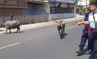 Walah! 2 Kerbau Lepas dan Sempat Jalan-jalan Santai di Jl Mayor Kusmanto Klaten