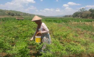 Picu Pendangkalan, PJT I Minta Warga Tak Tanami Lahan Genangan WGM Wonogiri