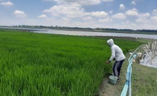 Air WGM Wonogiri Surut, Kebun dan Sawah Bermunculan di Tepian Genangan